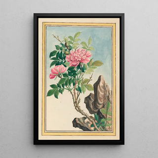 Pierre Joseph Buchoz - Plantes de Chine Pl002.webp