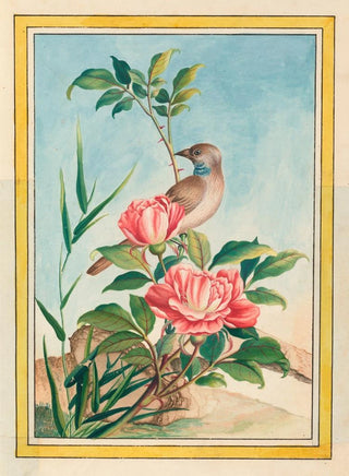 Pierre Joseph Buchoz - Plantes de Chine Pl004.webp