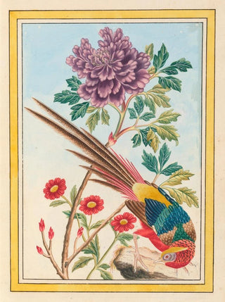 Pierre Joseph Buchoz - Plantes de Chine Pl011.webp