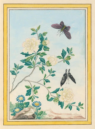 Pierre Joseph Buchoz - Plantes de Chine Pl017.webp