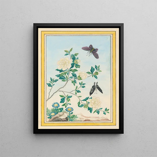 Pierre Joseph Buchoz - Plantes de Chine Pl017.webp