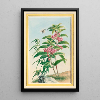 Pierre Joseph Buchoz - Plantes de Chine Pl020.webp