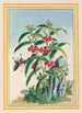 Plantas de China Pl021 - Pierre Joseph Buchoz — vista de la obra