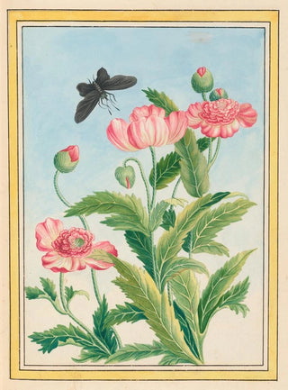 Pierre Joseph Buchoz - Plantes de Chine Pl025.webp