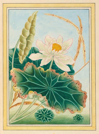 Pierre Joseph Buchoz - Plantes de Chine Pl028.webp