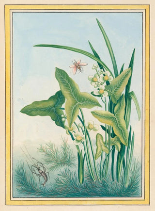 Pierre Joseph Buchoz - Plantes de Chine Pl029.webp