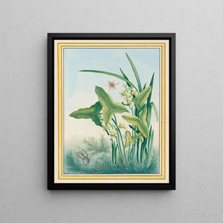Pierre Joseph Buchoz - Plantes de Chine Pl029.webp