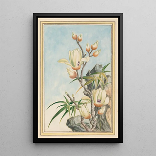 Pierre Joseph Buchoz - Plantes de Chine Pl032.webp