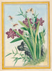 Plantas de China Pl.036 - Pierre Joseph Buchoz — vista de la obra