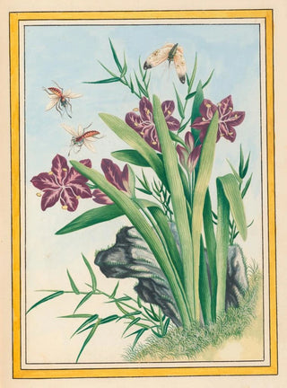 Pierre Joseph Buchoz - Plantes de Chine Pl036.webp