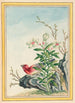 Plantas de China Pl038 - Pierre Joseph Buchoz — vista de la obra
