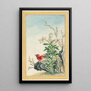 Pierre Joseph Buchoz - Plantes de Chine Pl038.webp