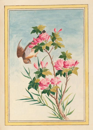 Pierre Joseph Buchoz - Plantes de Chine Pl043.webp