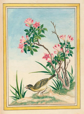 Pierre Joseph Buchoz - Plantes de Chine Pl044.webp