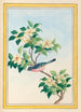 Chinese Plants Painting Pl064 - Pierre Joseph Buchoz — artwork view