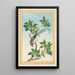 Plants of China Pl067 - Pierre Joseph Buchoz — framed artwork on a wall