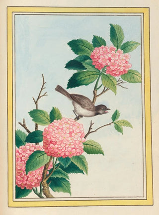 Pierre Joseph Buchoz - Plantes de Chine Pl070.webp