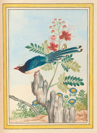 Pierre Joseph Buchoz - Plantes de Chine Pl071.webp