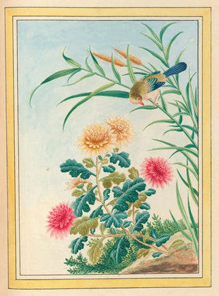 Pierre Joseph Buchoz - Plantes de Chine Pl075.webp