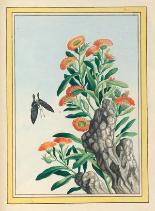 Pierre Joseph Buchoz - Plantes de Chine Pl078.webp