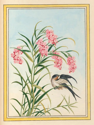 Pierre Joseph Buchoz - Plantes de Chine Pl081.webp