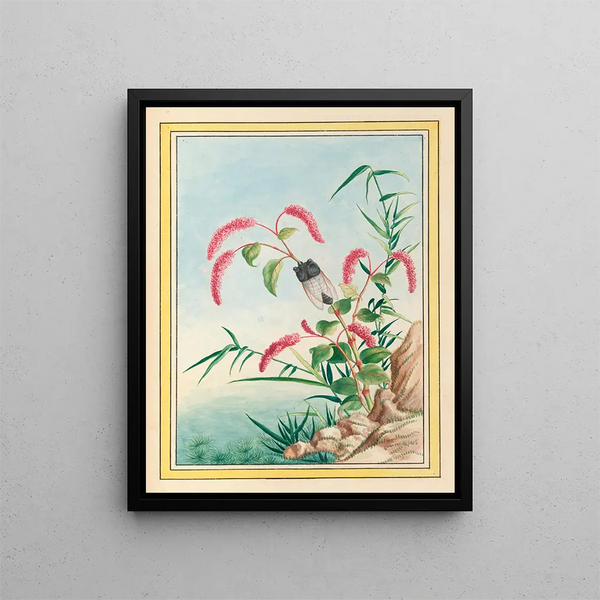 Pierre Joseph Buchoz - Plantes de Chine Pl082.webp