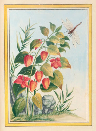 Pierre Joseph Buchoz - Plantes de Chine Pl084.webp