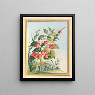 Pierre Joseph Buchoz - Plantes de Chine Pl084.webp