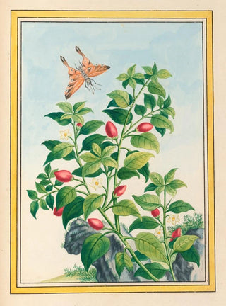 Pierre Joseph Buchoz - Plantes de Chine Pl086.webp