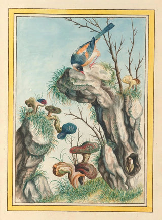 Pierre Joseph Buchoz - Plantes de Chine Pl098.webp