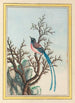 Chinese Plants Painting Pl099 - Pierre Joseph Buchoz — artwork view