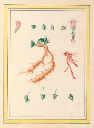 Pierre Joseph Buchoz - Plantes de Chine Pl101.webp