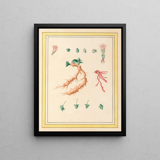 Pierre Joseph Buchoz - Plantes de Chine Pl101.webp