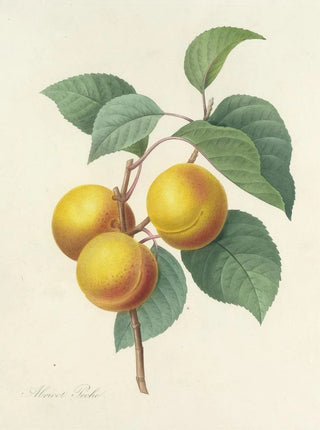 Pierre Joseph Redout - Choix des plus belles fleurs pl 001.webp