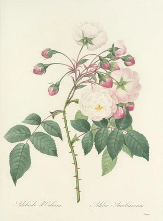 Pierre Joseph Redout - Choix des plus belles fleurs pl 002.webp