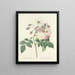 Elección de las flores más bellas pl 002 - Pierre-Joseph Redouté — cuadro enmarcado en la pared