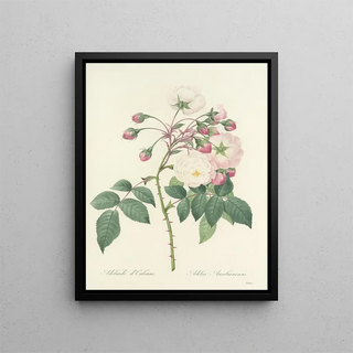 Pierre Joseph Redout - Choix des plus belles fleurs pl 002.webp
