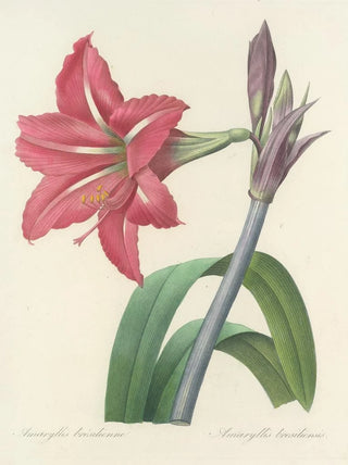 Pierre Joseph Redout - Choix des plus belles fleurs pl 005.webp
