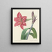 Elección de las flores más bellas pl 005 - Pierre-Joseph Redouté — cuadro enmarcado en la pared