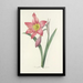 Elección de las flores más bellas pl 006 - Pierre Joseph Redouté — cuadro enmarcado en la pared