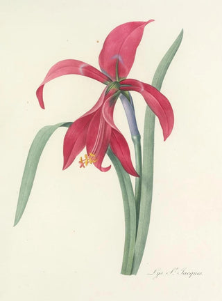 Pierre Joseph Redout - Choix des plus belles fleurs pl 007.webp