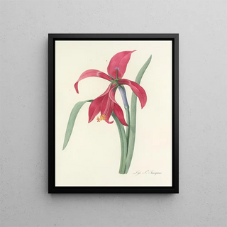 Pierre Joseph Redout - Choix des plus belles fleurs pl 007.webp
