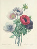 Elección de las flores más bellas pl 008 - Pierre-Joseph Redouté — vista de la obra