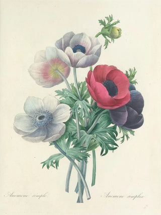 Pierre Joseph Redout - Choix des plus belles fleurs pl 008.webp