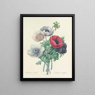 Pierre Joseph Redout - Choix des plus belles fleurs pl 008.webp