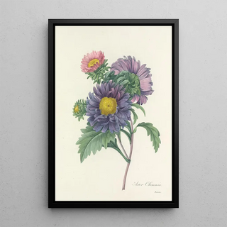 Pierre Joseph Redout - Choix des plus belles fleurs pl 010.webp