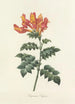 Elección de las flores más bellas pl 013 - Pierre Joseph Redouté — vista de la obra