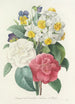 Elección de las flores más bellas pl 015 - Pierre Joseph Redouté — vista de la obra