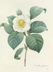 Elección de las flores más bellas pl 016 - Pierre-Joseph Redouté — vista de la obra