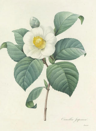 Pierre Joseph Redout - Choix des plus belles fleurs pl 016.webp